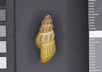 Media type: image;   Malacology 53965 Description: Image of dry shell, lateral view. Photographed for a researcher request.;  Aspect: LAT